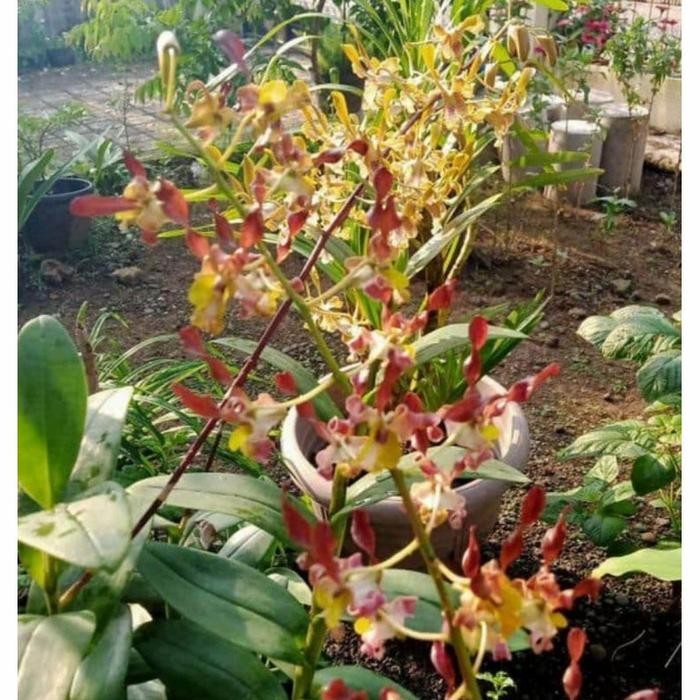 Anggrek Dendrobium Keriting Rambo Dewasa Siap Spike