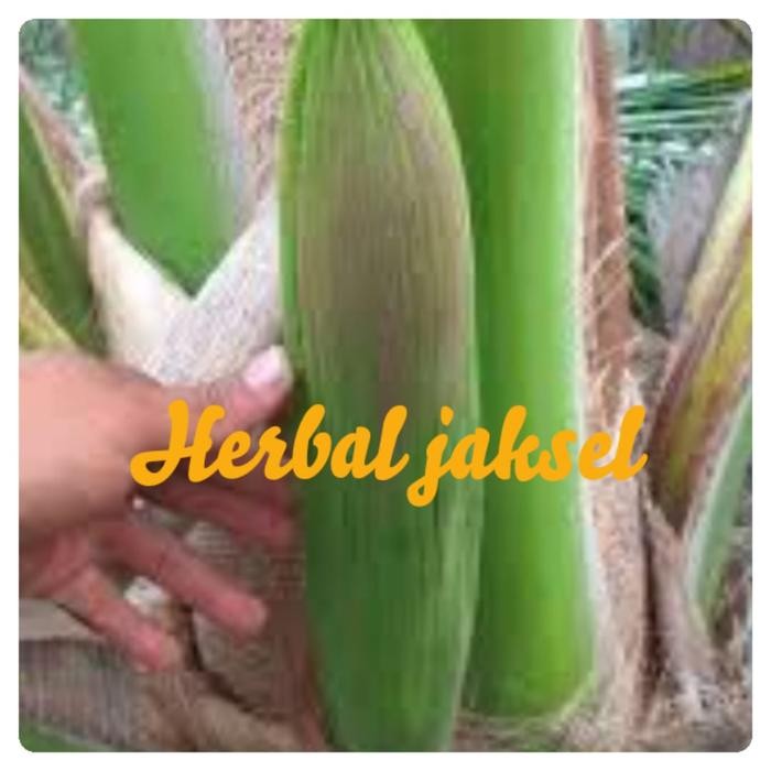

Mancung kelapa atau bunga kelapa masih kuncup ready stok siap kirim