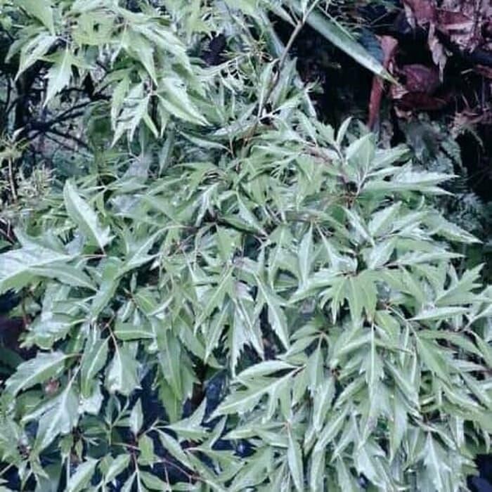 

DAUN KENIKIR SEGAR ULAM RAJA RANDA MIDANG