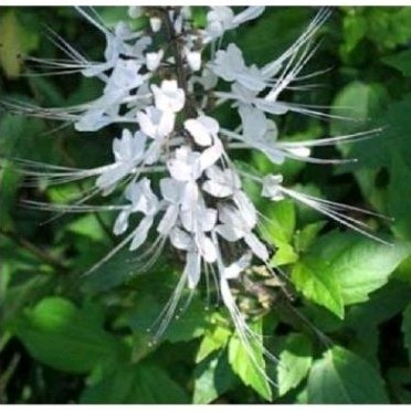 

New Daun kumiskucing sgar 500 gr