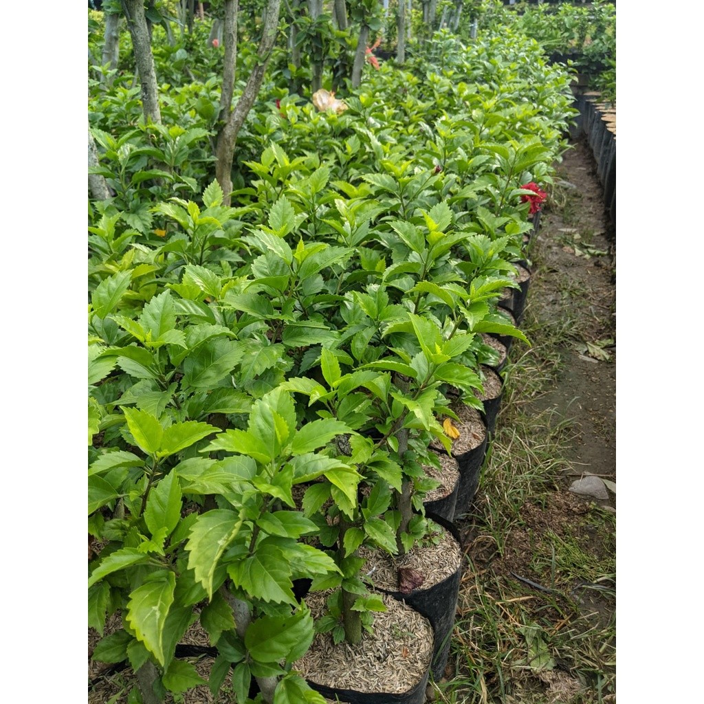 Tanaman Hias Bunga sepatu merah Bali / pucuk arjuna - CakriKembang