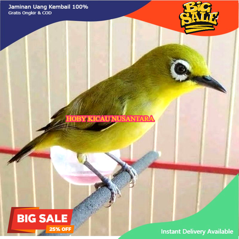 PLECI DAKUN SULAWESI SUDAH MAKAN PUR