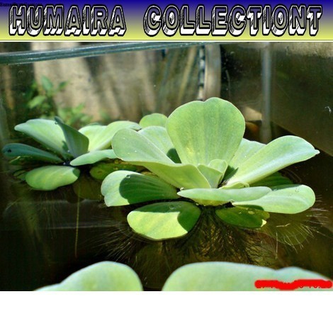 

Bibit Tanaman apu apu Semua ukuran