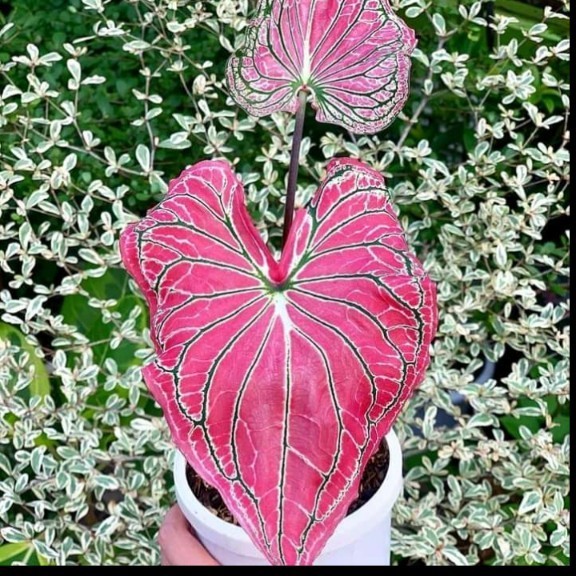 tanaman hias keladi wayang merah/ keladi wayang batik