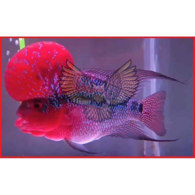ornamental Dekorasi aquarium burayak srd superd dragon 3-8 cm lohan flowerhorn louhan bomhead