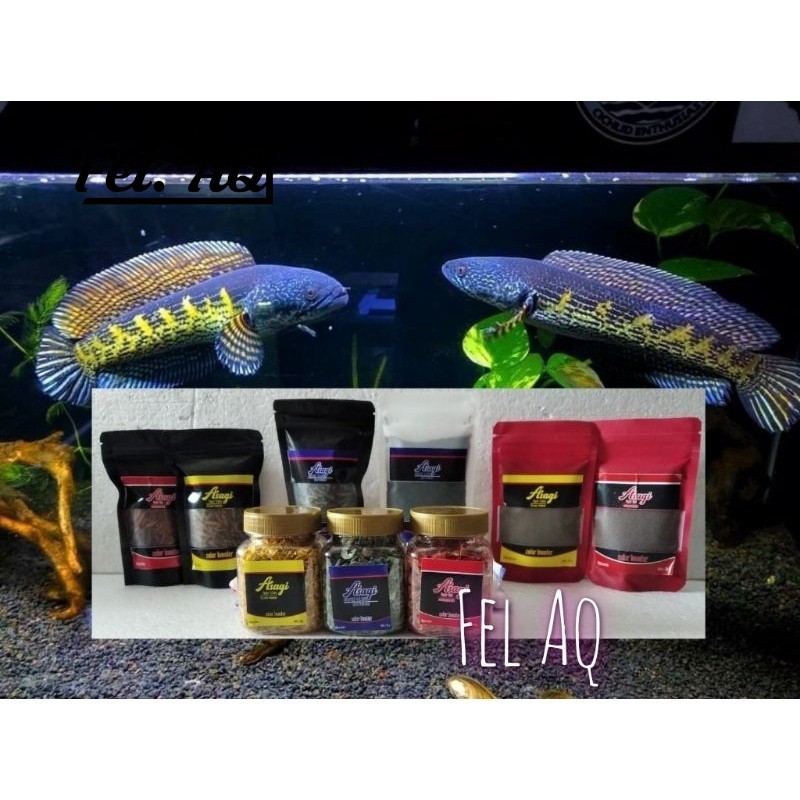 Udang Maggot Pelet Carophyll Paket Pigment Pakan Channa Asagi Predator Mirip El Barca Elbarca Magot