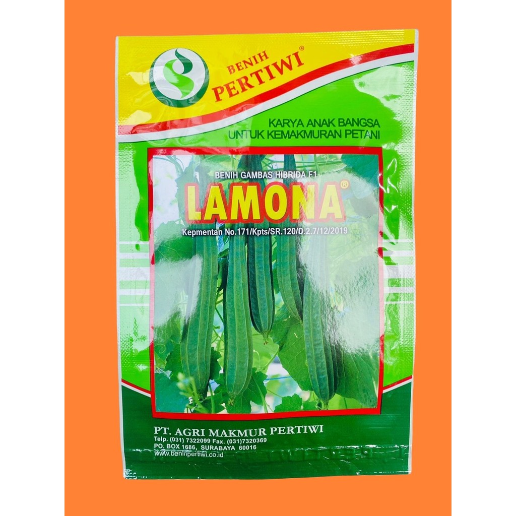 BENIH GAMBAS OYONG HIBRIDA F1 LAMONA dr PERTIWI MK
