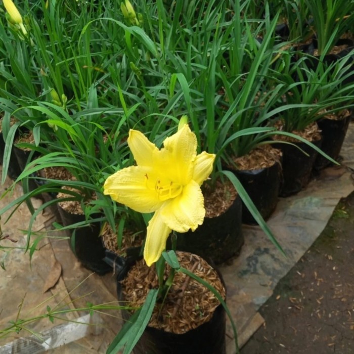 tanaman hias Bakung lily daily bunga kuning | lili daily bakung