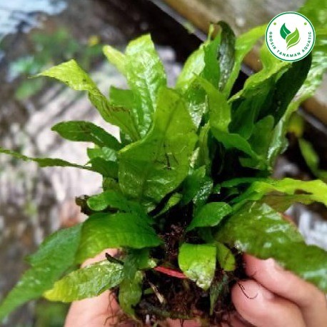 1 Ikat Kadaka Java Fern Tanaman Aquascape - Tanaman Air Kadaka - Hiasan Aquarium