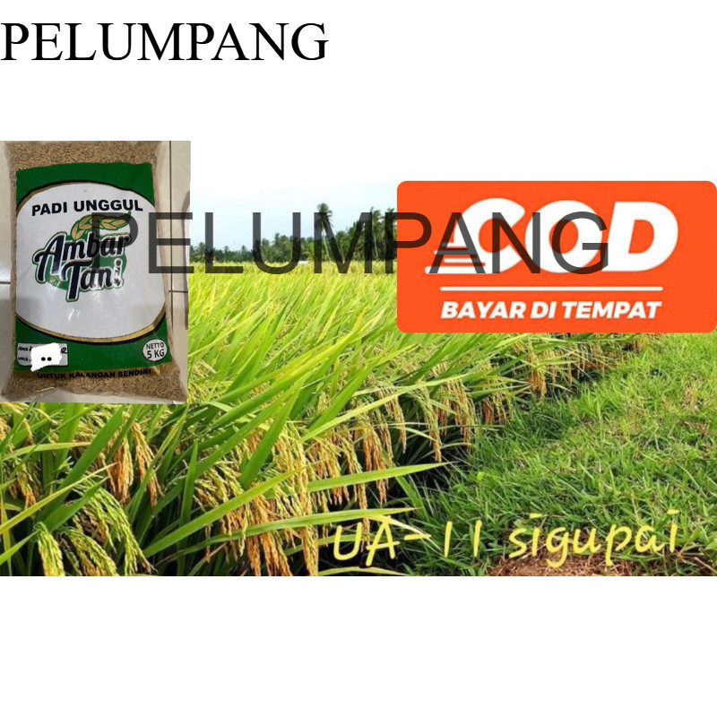 Bibit Benih Padi Unggul SIGUPAI UA 11 Premium