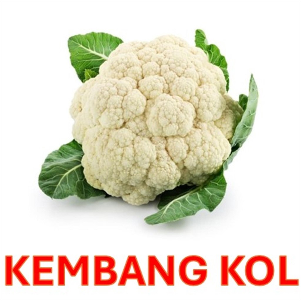 

KEMBANG KOL SEGAR / BUNGKUL / BERAT 800 GR PER BUNGA / HARGA PASAR