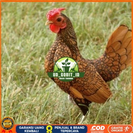 

Telur ayam serama / kate batik italy kanada fertil siap tetas UD_GOBIT_ID