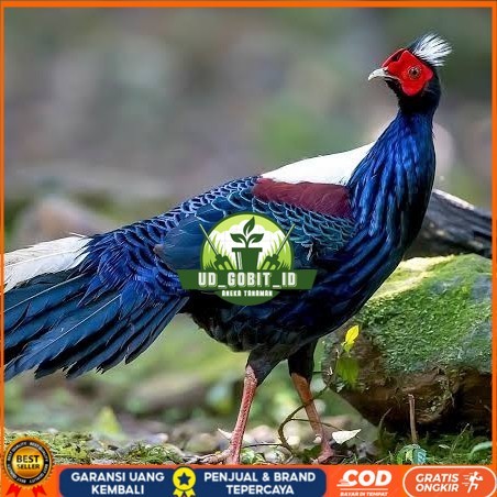 

Telur ayam hias ringneck swinhoe pheasant fertil siap ditetaskan UD_GOBIT_ID