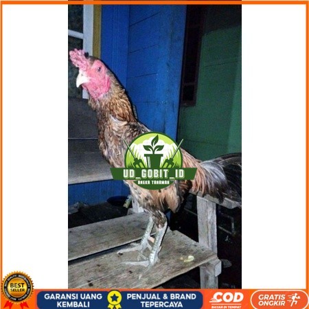 

ayam bulbi tampar tampar telur fertill terbaru UD_GOBIT_ID