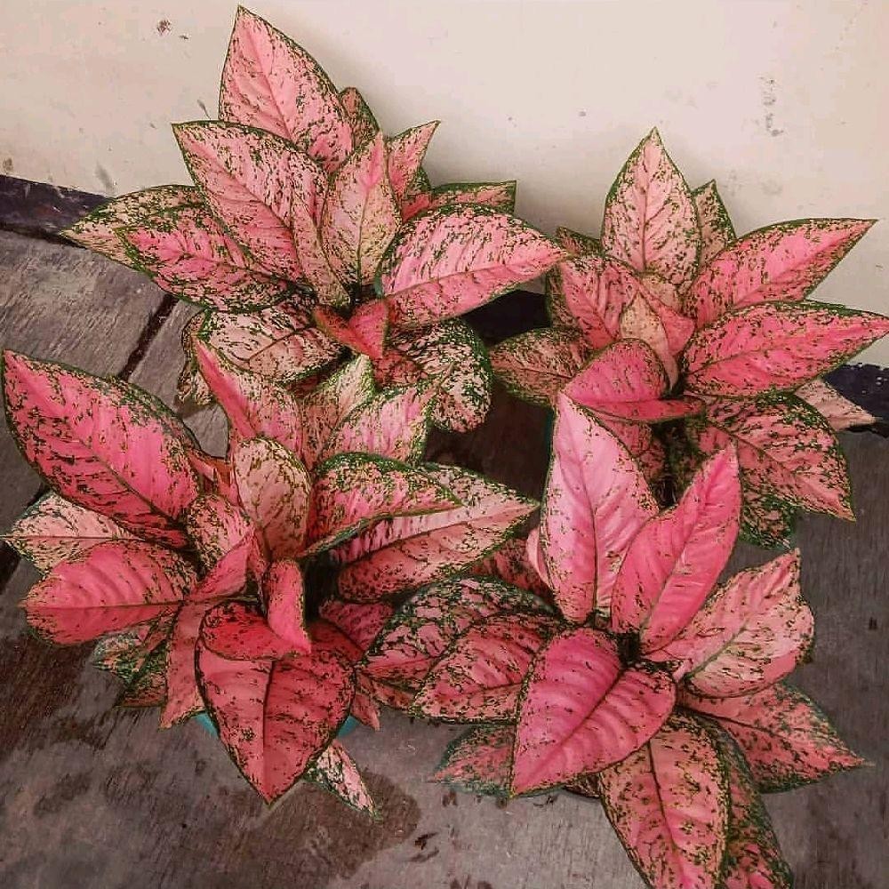Tanaman Hias Aglonema Ruby Pink - Aglonema Ruby Pink