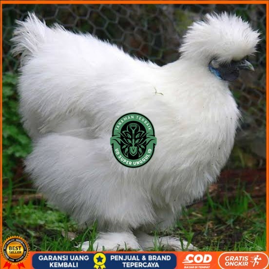 

Telur ayam kapas hias siap ditetaskan UD_SUPER_UNGGUL_ID