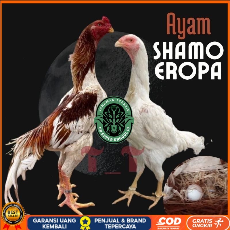 

telur ayam shamo eropa ori petarung bisa untuk di tetaskan UD_SUPER_UNGGUL_ID