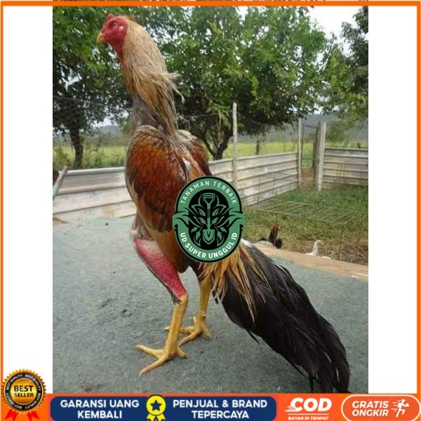 

TELUR AYAM BANGKOK WIRING SPEED UNTUK DI TETASKAN UD_SUPER_UNGGUL_ID