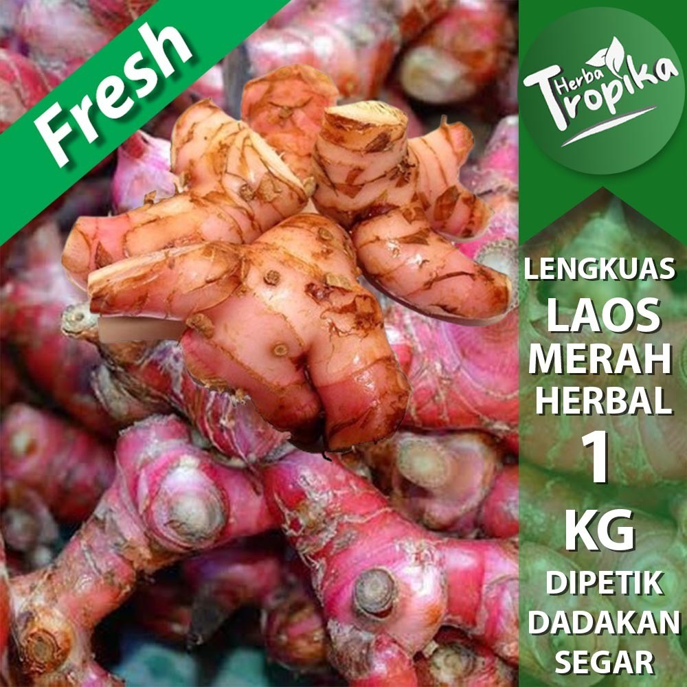 

Lengkuas Merah Segar 1 kg rempah dan herbal alami toko herba tropika