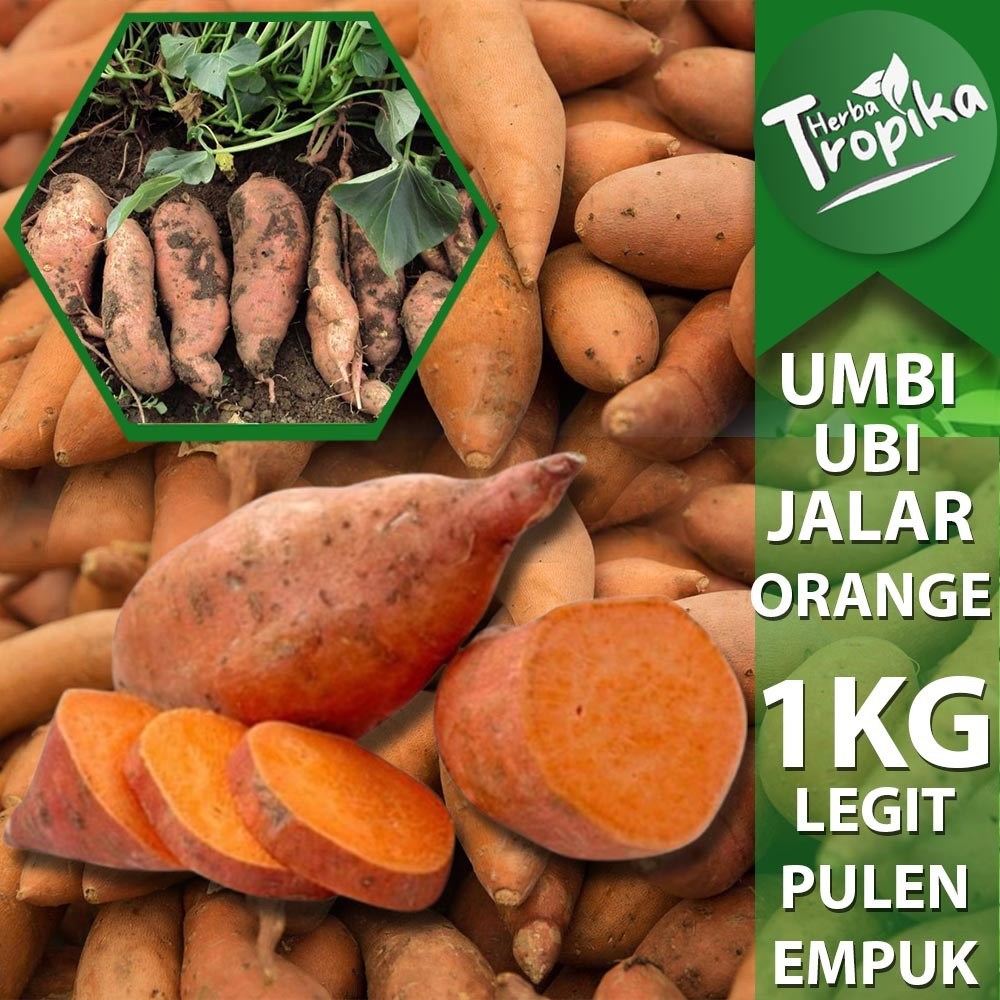 

Umbi Ubi Jalar Orange Mentah Segar 1 kg premium Manis pulen toko herba tropika