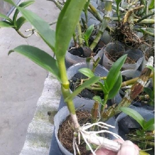 Keiki Anggrek Dendrobium Split Indukan
