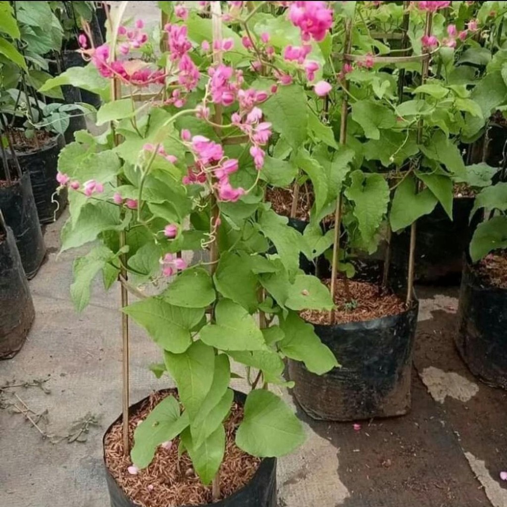 Tanaman Hias air mata pengantin bunga pink - air mata pengantin bunga