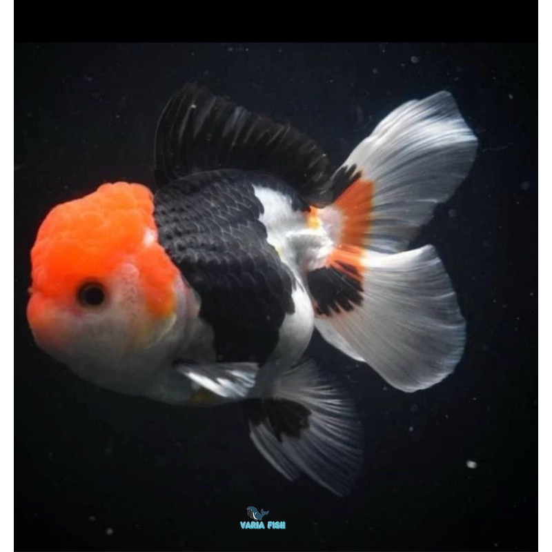 KOKI ORANDA TANCO TC GRADE A 7-9 CM