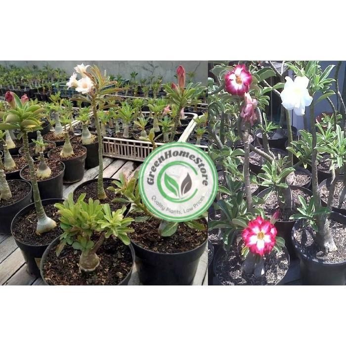 Tanaman Hias Adenium ORIGINAL BUNGA TUMPUK (Size A)