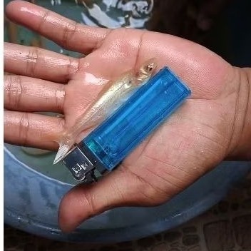 Hiasan Benih patin Albino 7-8 cm