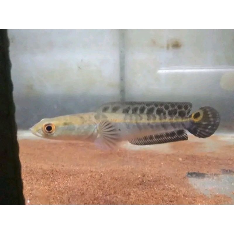 Hobi maru ys LABEL BATIK 12-14cm Kualitas KONTES