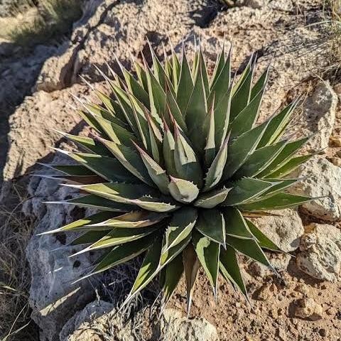 

Agave Utahensis ssp. Kaibabensis seeds