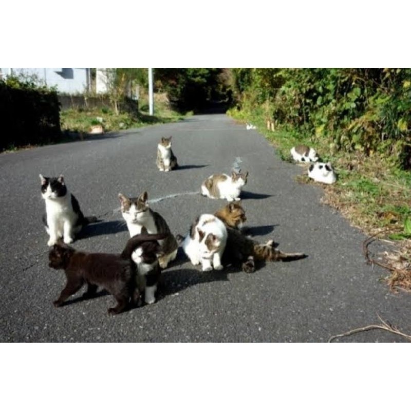 

COD Link customer request