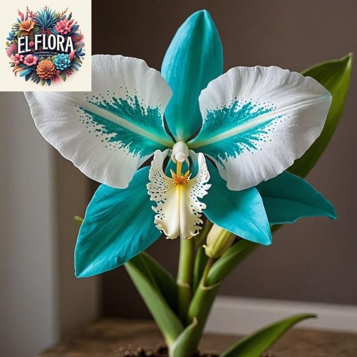 Anggrek dendrobium import - Anggrek dendrobium blue people