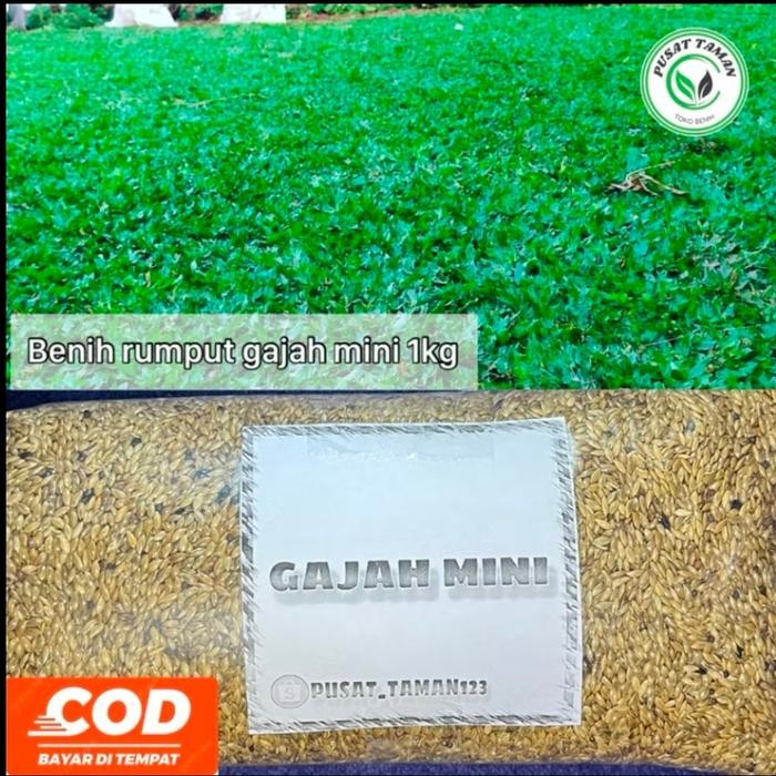 1kg benih rumput gajah mini/ rumput gajah mini
