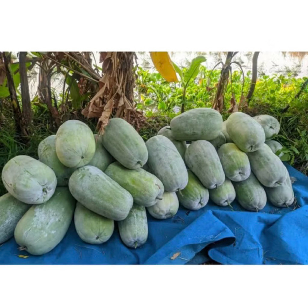 

[ PAKET 1 - 1,5 KG ] BUAH BLIGO / BUAH KUNDUR / WINTER MELON
