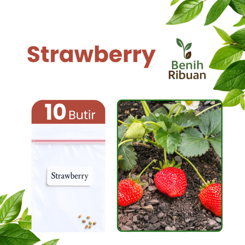 BENIH RIBUAN - Benih Buah Strawberry Unggul Bibit Buah Stroberi Manis Benih Strawberry Unggul