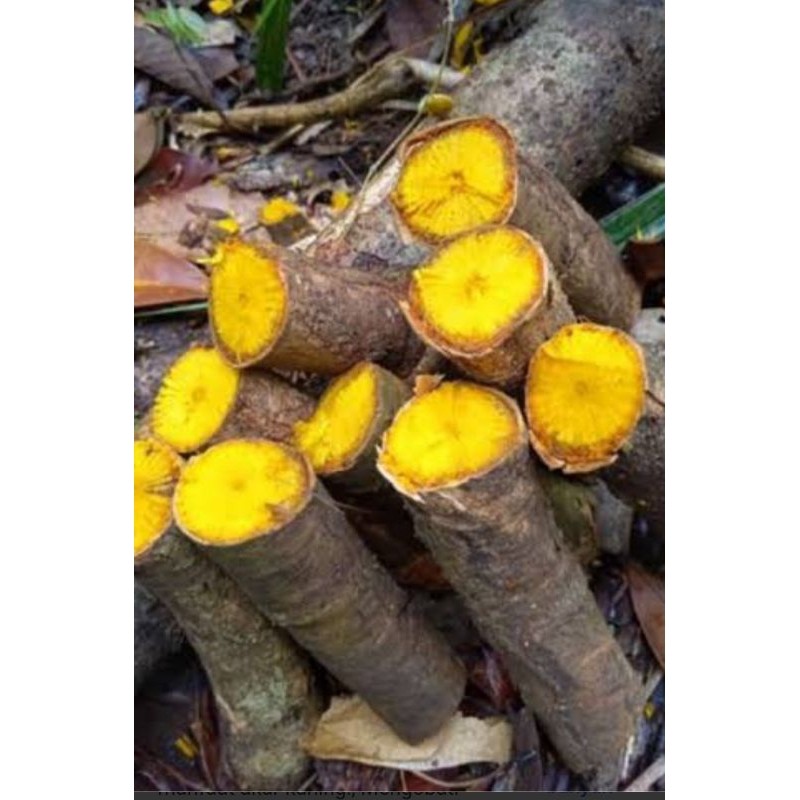 

New Promo AKAR KAYU KUNING /AKAR KI KONENG ASLI 1 KG