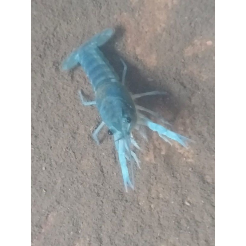 lobster air tawar biru aksesoris akuarium aquascape