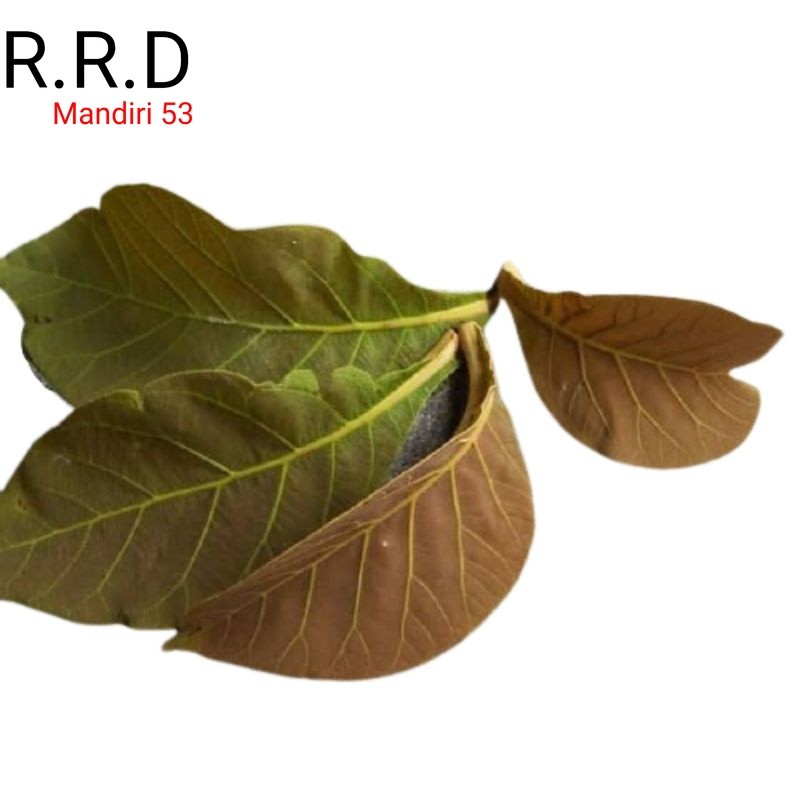 

Promo Daun pohon jati segar 500gram siap ambil ke kebun dan non pestisida