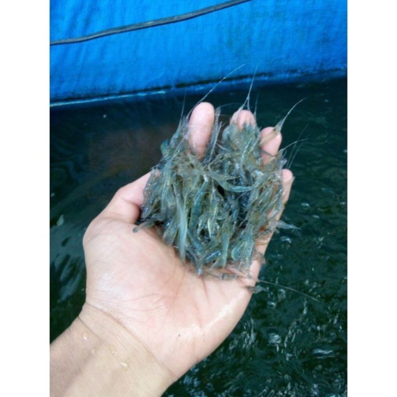 Udang hidup pakan  predator / pakan arwana