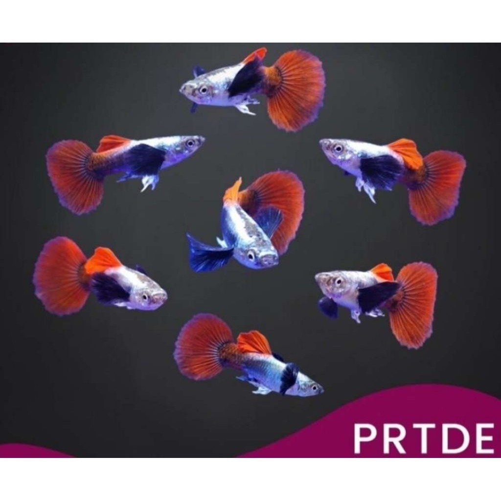 

stiker anomali paket hemat gupy prtde 1pair