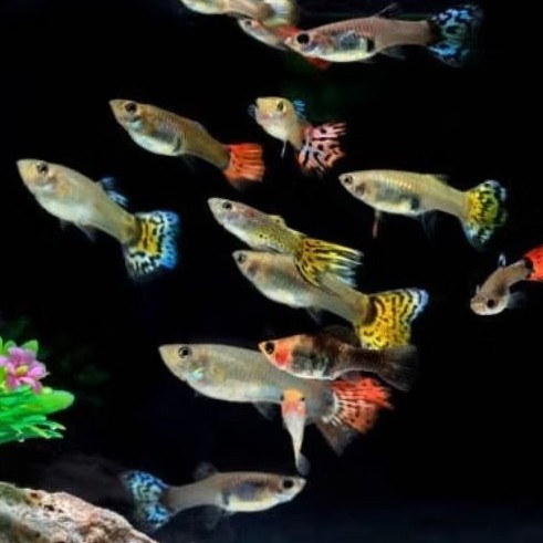 

stiker anomali hiasan aquarium gupy isii 15 free pakan