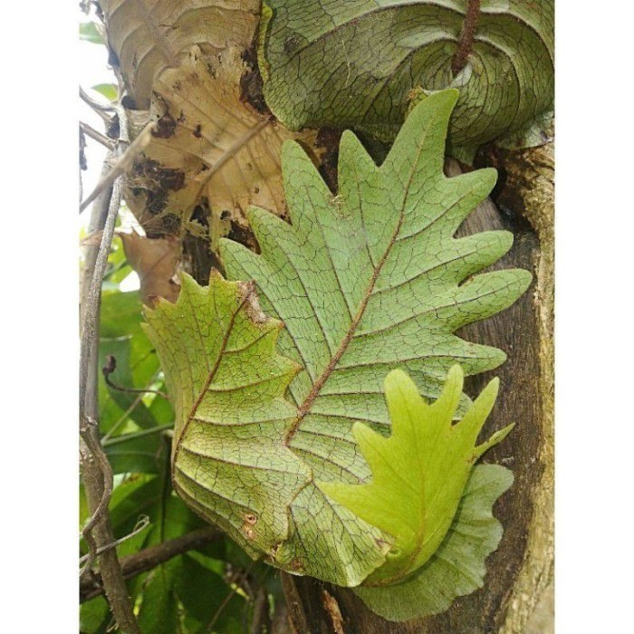 

Mew bibit tanaman kadaka tempel/kadaka ekor naga