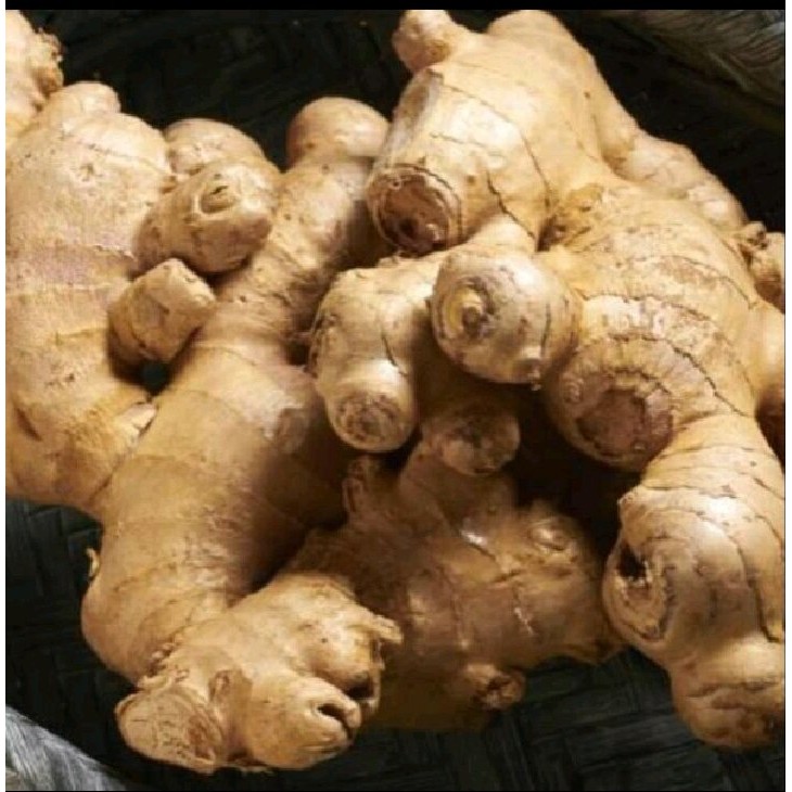 

JAHE GAJAH SUPER SEGAR 1 KG