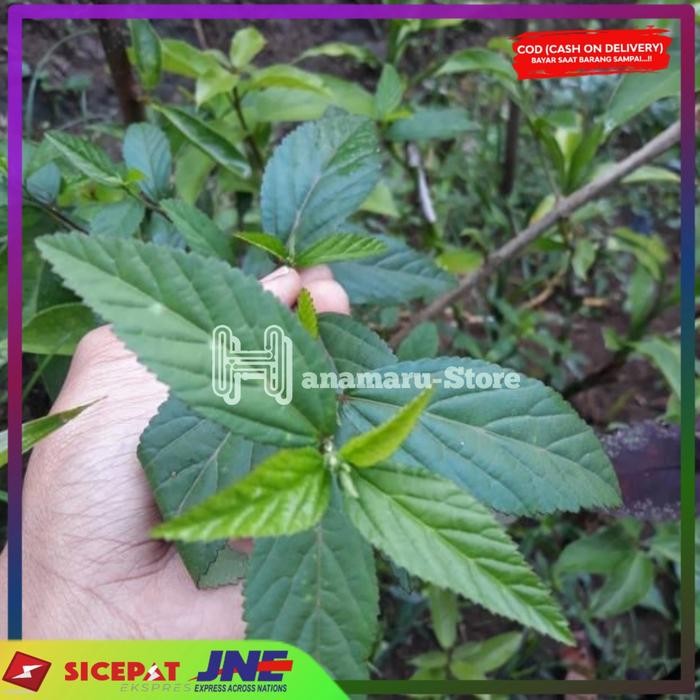 

DAUN SIDAGURI JANTAN SEGAR/100gr l HERBAL DAUN SIDAGURI