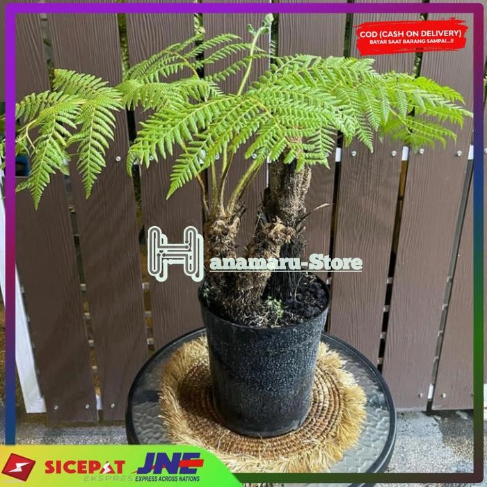 Bibit Tanaman Pakis Paku Tihang /Paku andam