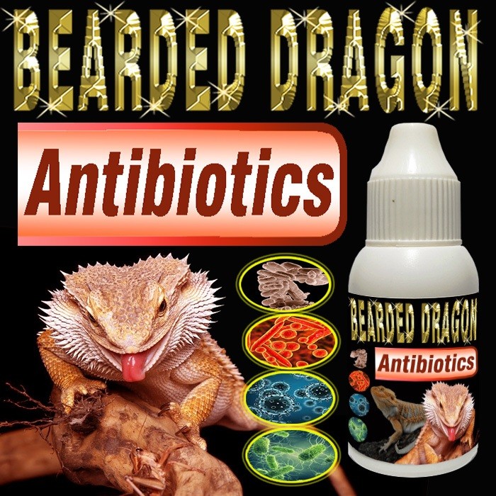 BEARDED DRAGON ANTIBIOTICS VITAMIN OBAT PENYAKIT PERNAPASAN PNEUMONIA PILEK PADA HEWAN REPTILE BD NA