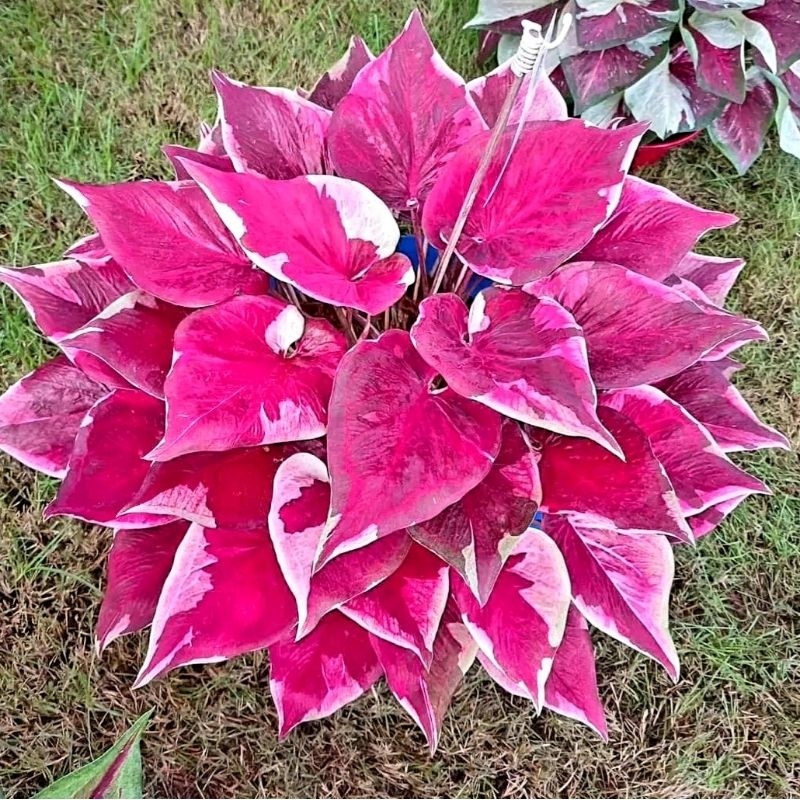 Tanaman Hias Keladi Thailand Series Dwi Warna Bunga Hias Keladi Caladium Anakan Murah BUKAN BONGGOL 