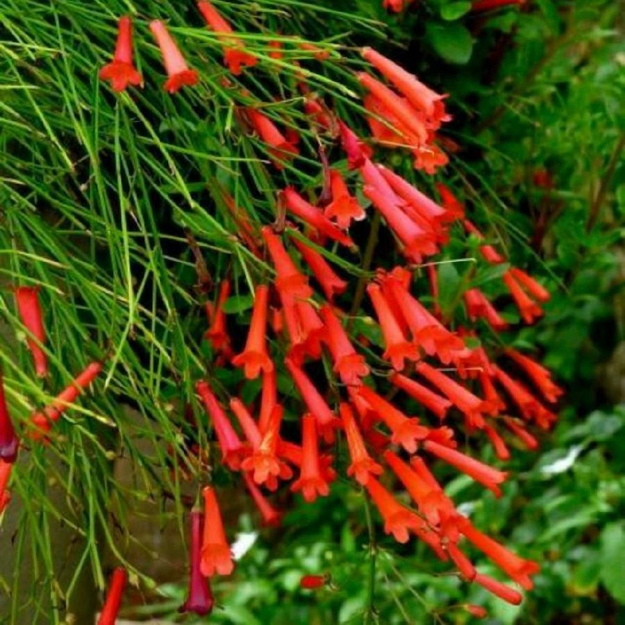 Tanaman Bunga Air Mancur Merah Menjuntai-Tanaman air Mancur Russelia Equisetiformis-Tanaman Pot Gant