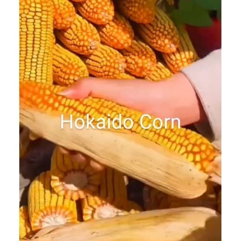 1KG Benih Jagung Jepang Raksasa KEMASAN RIPACK
